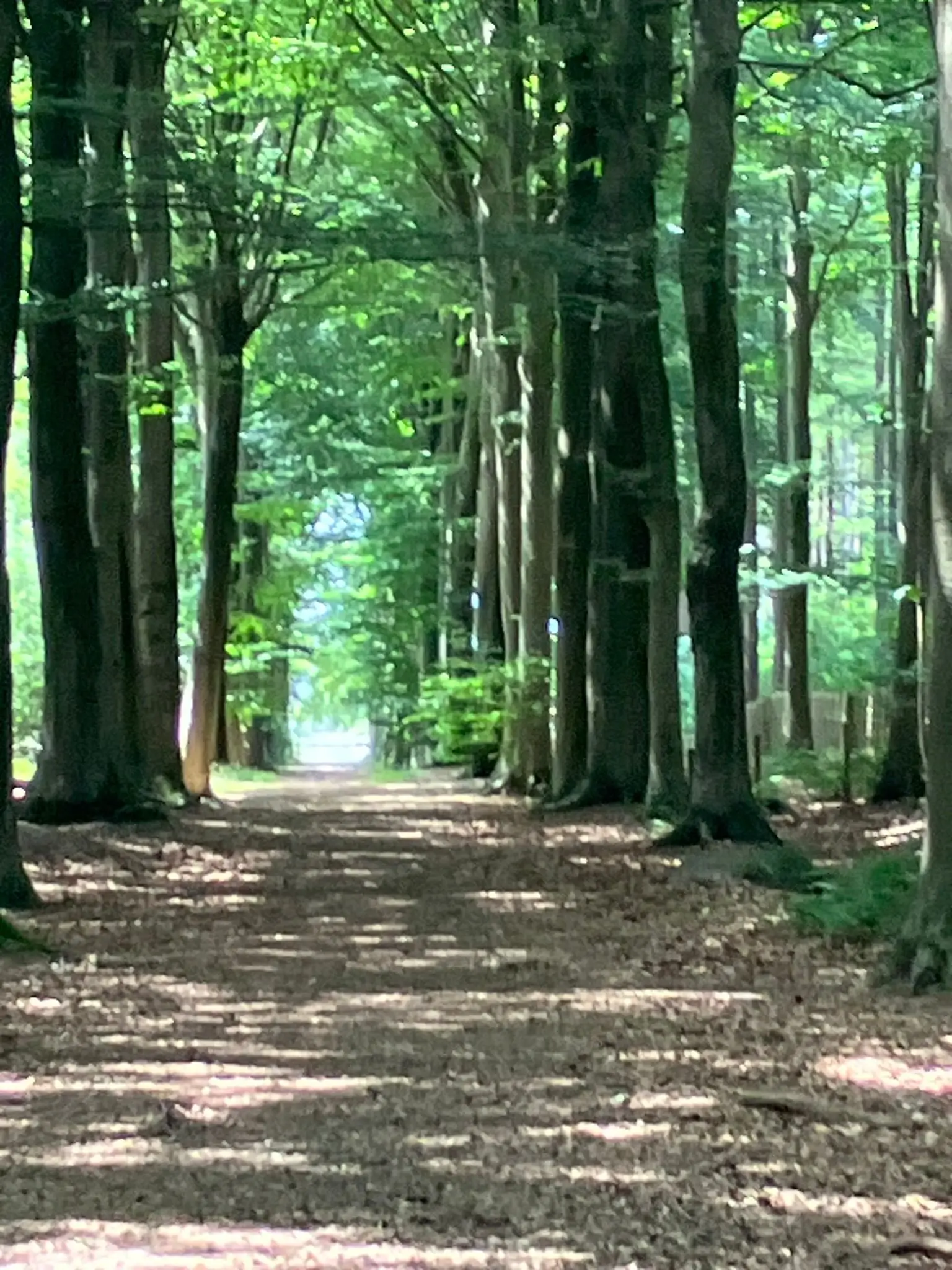 Wandeling afbeelding