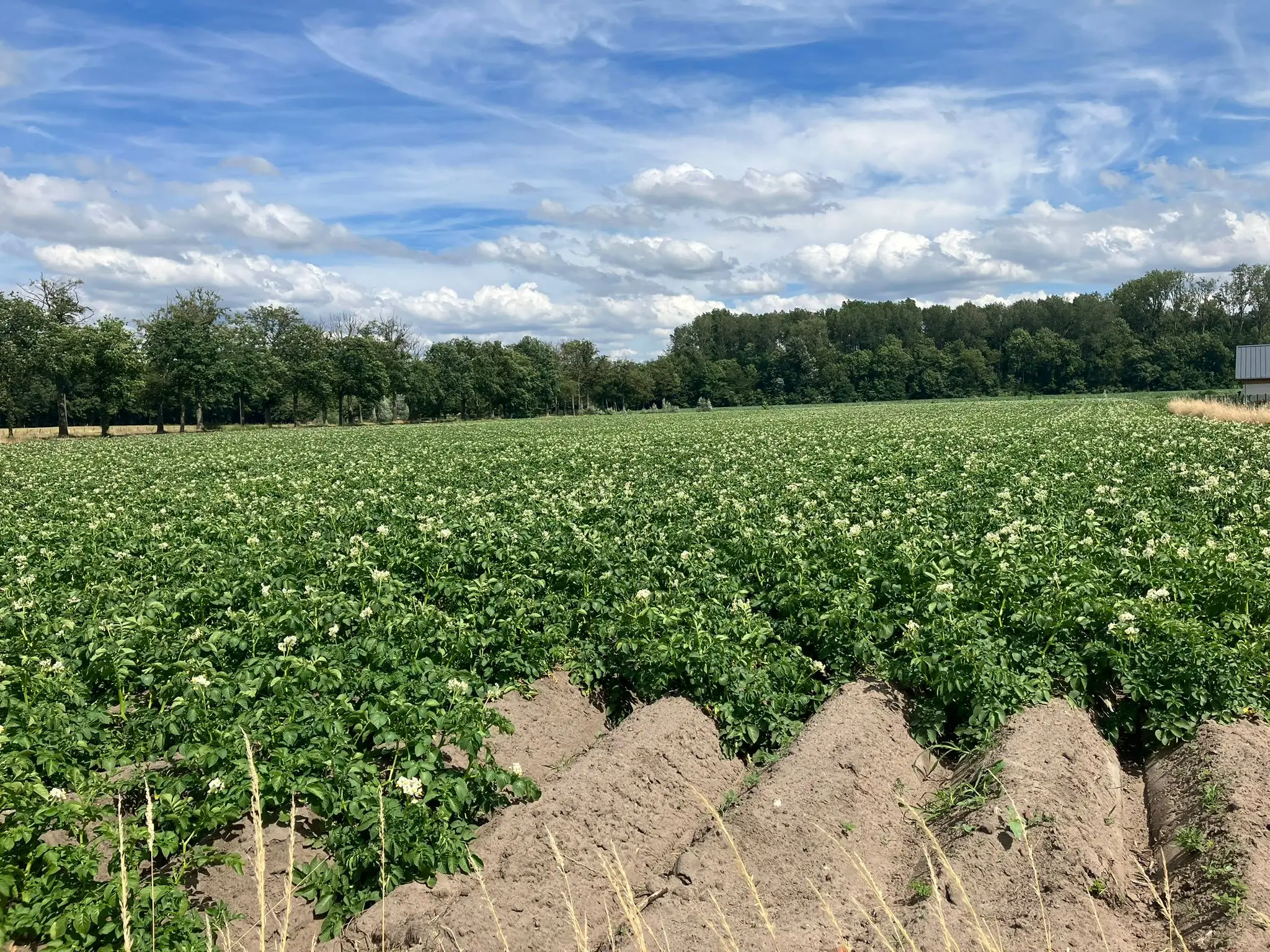 Wandeling afbeelding