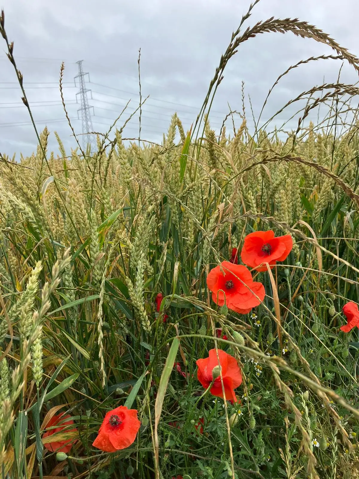 Wandeling afbeelding