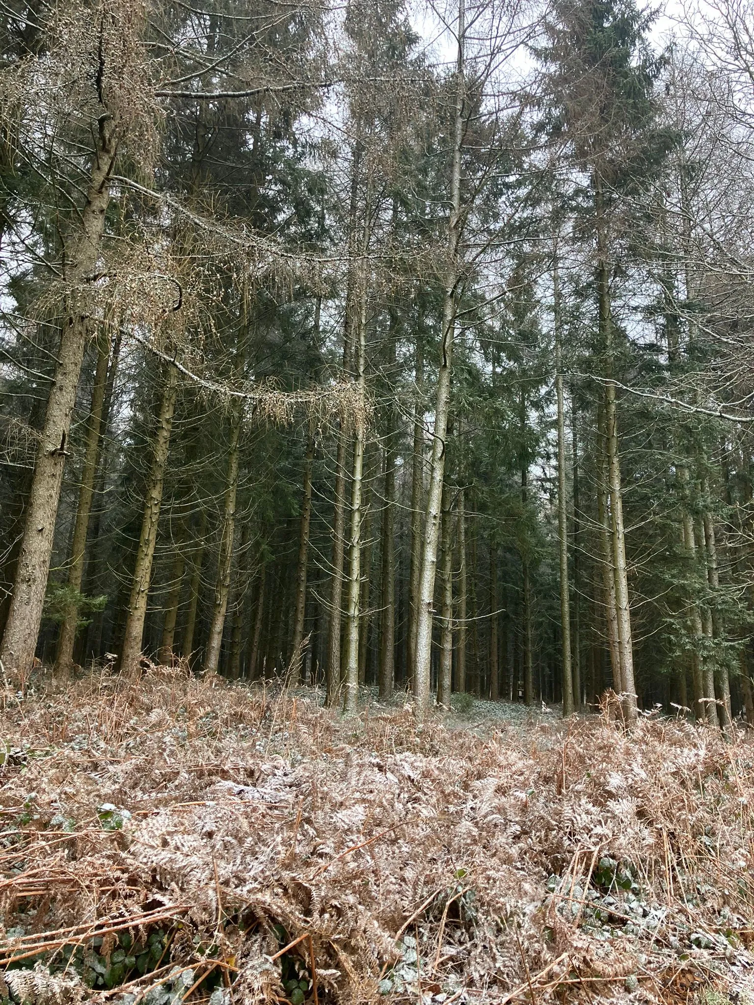 Wandeling afbeelding