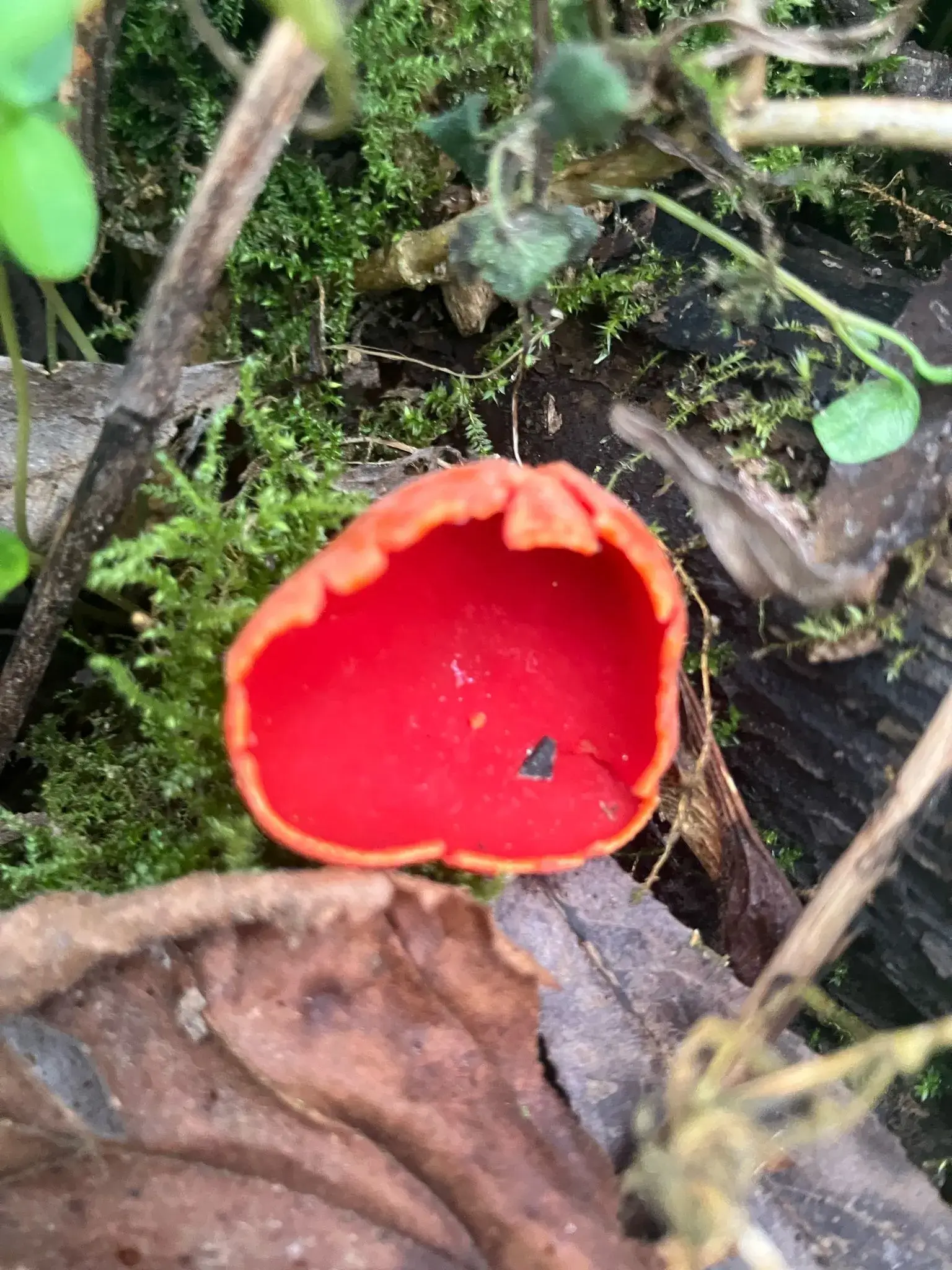 Wandeling afbeelding