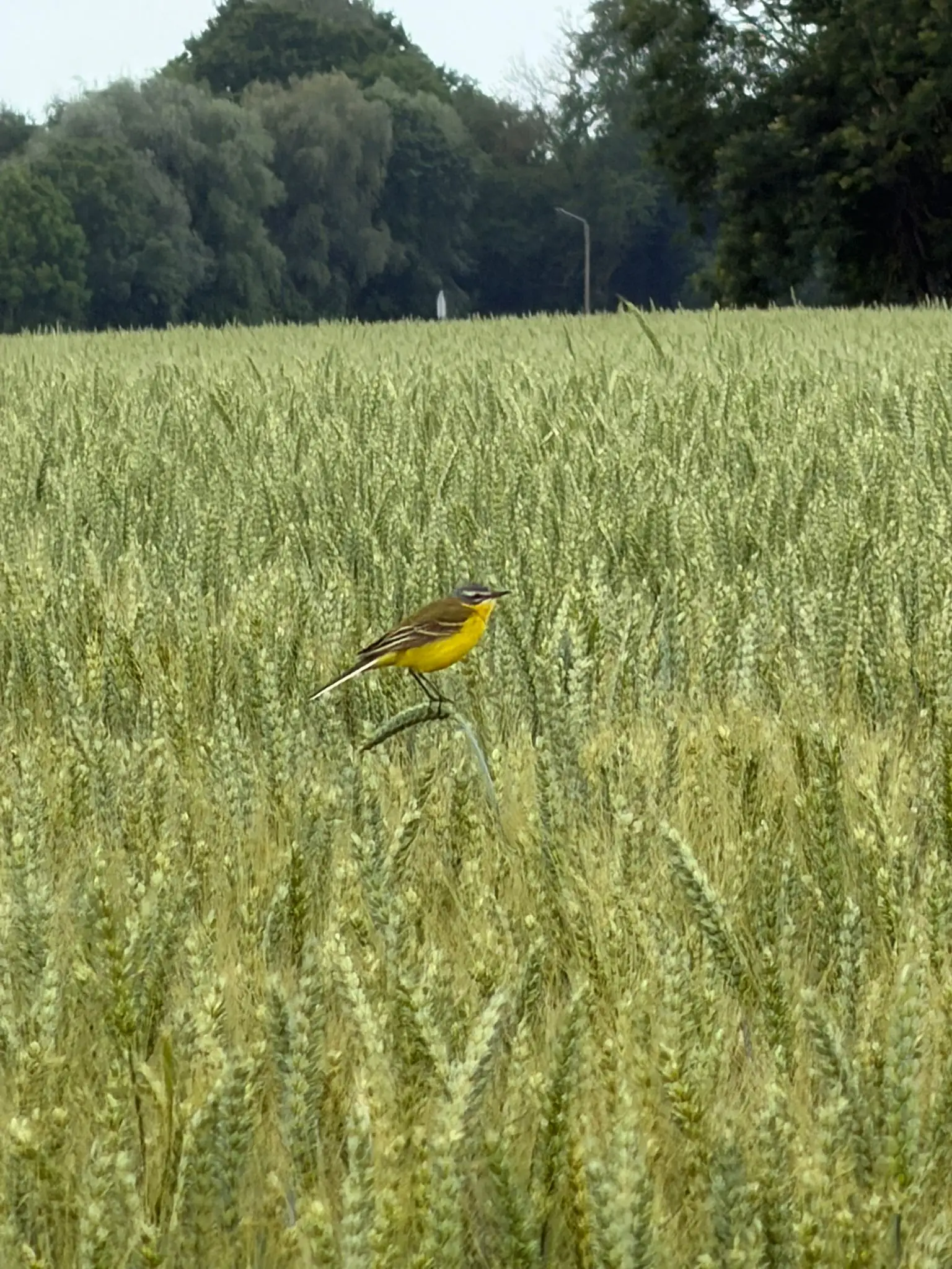 Wandeling afbeelding