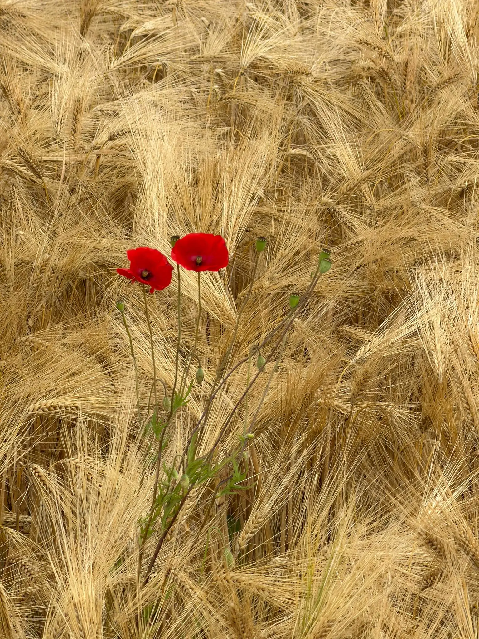 Wandeling afbeelding