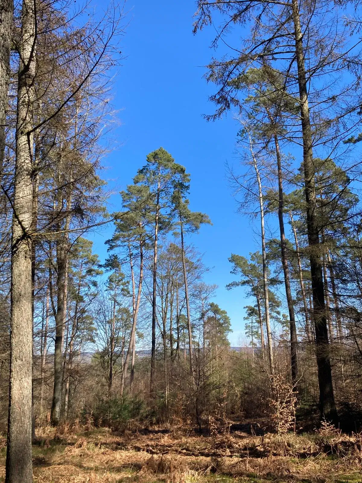 Wandeling afbeelding