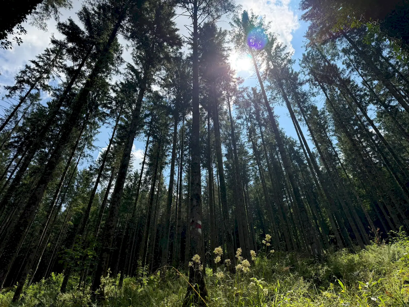 Wandeling afbeelding