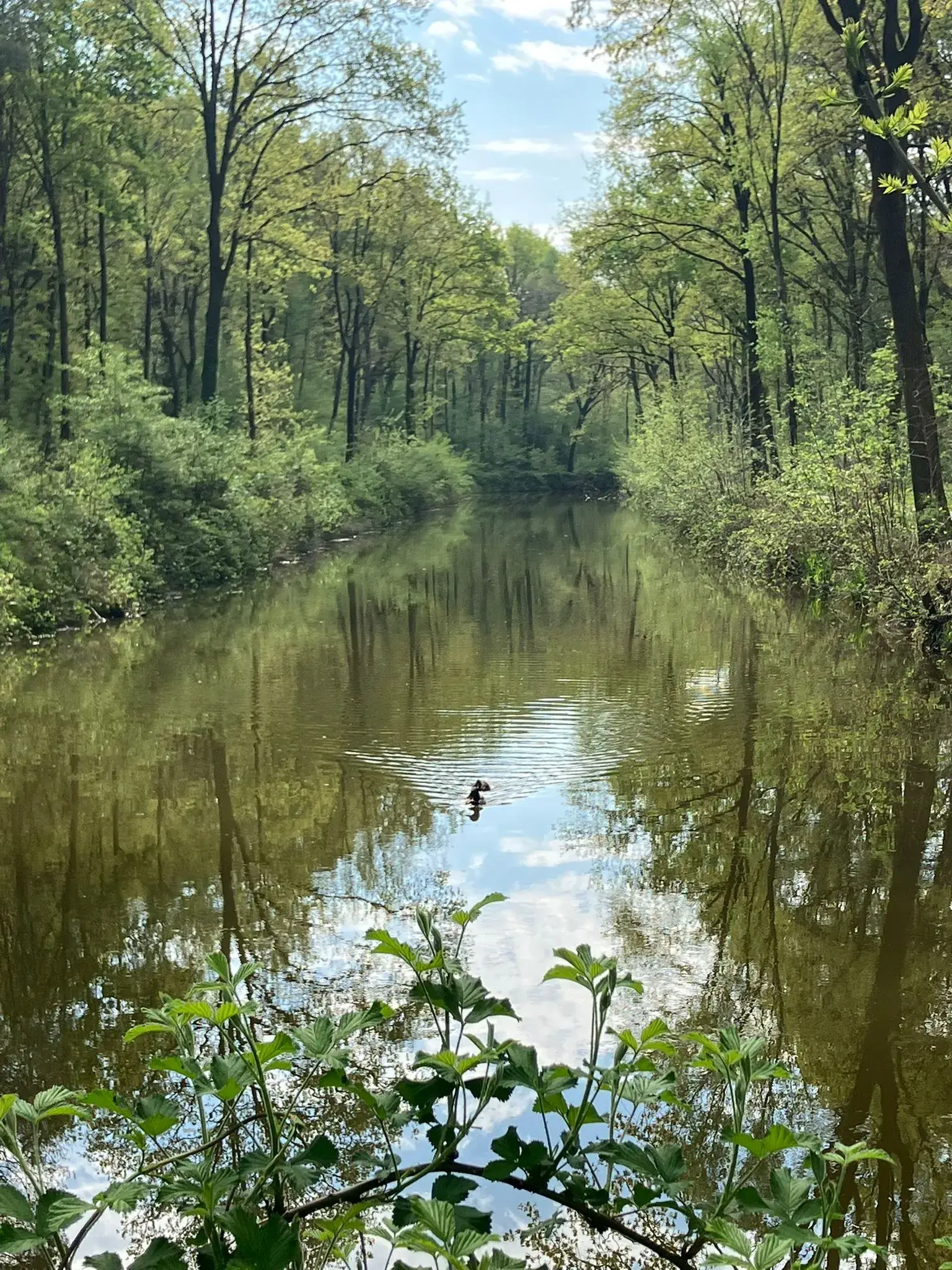 Wandeling afbeelding