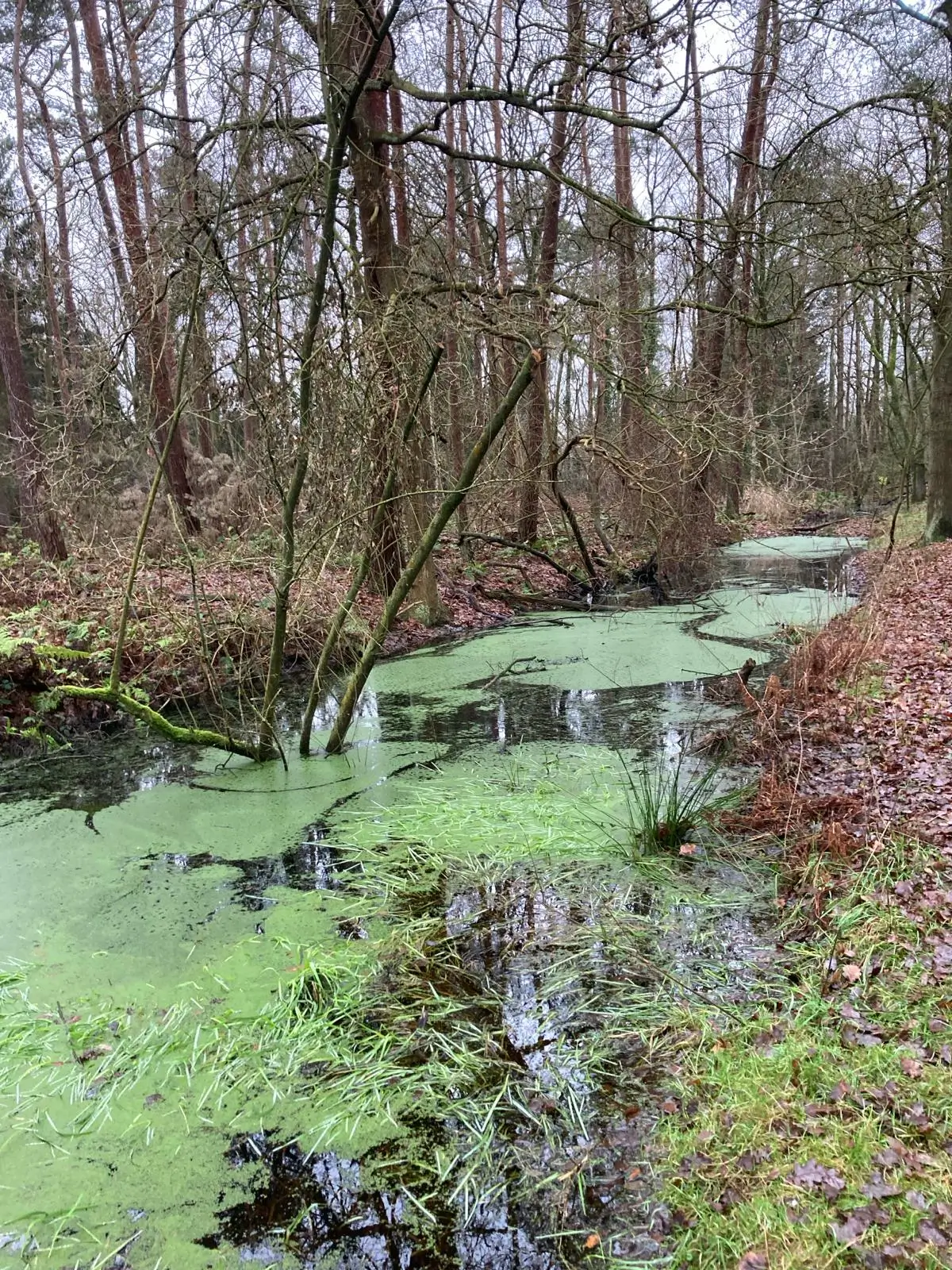 Wandeling afbeelding