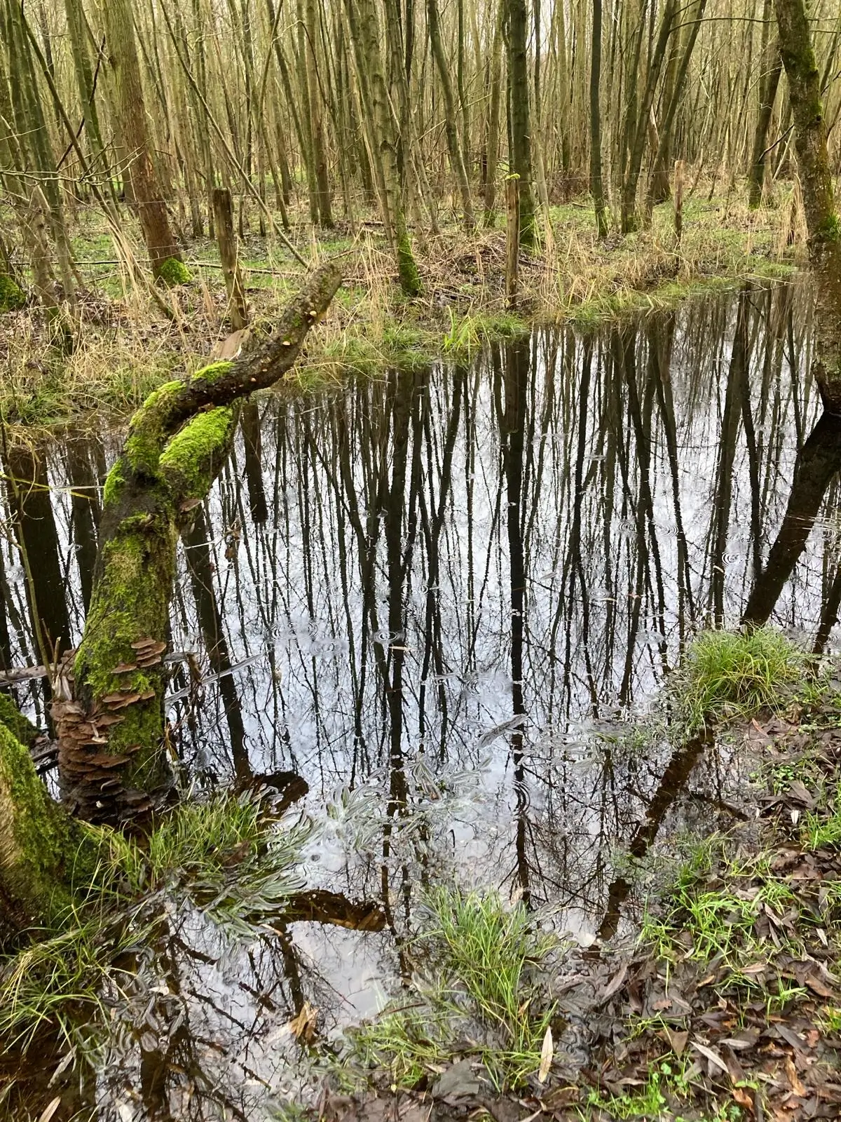 Wandeling afbeelding