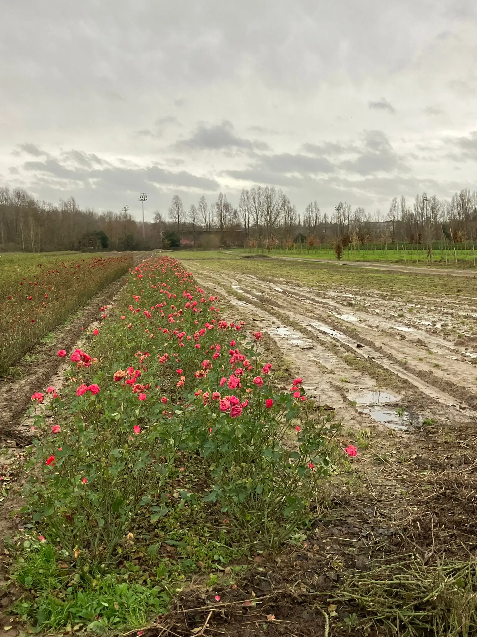 Wandeling afbeelding