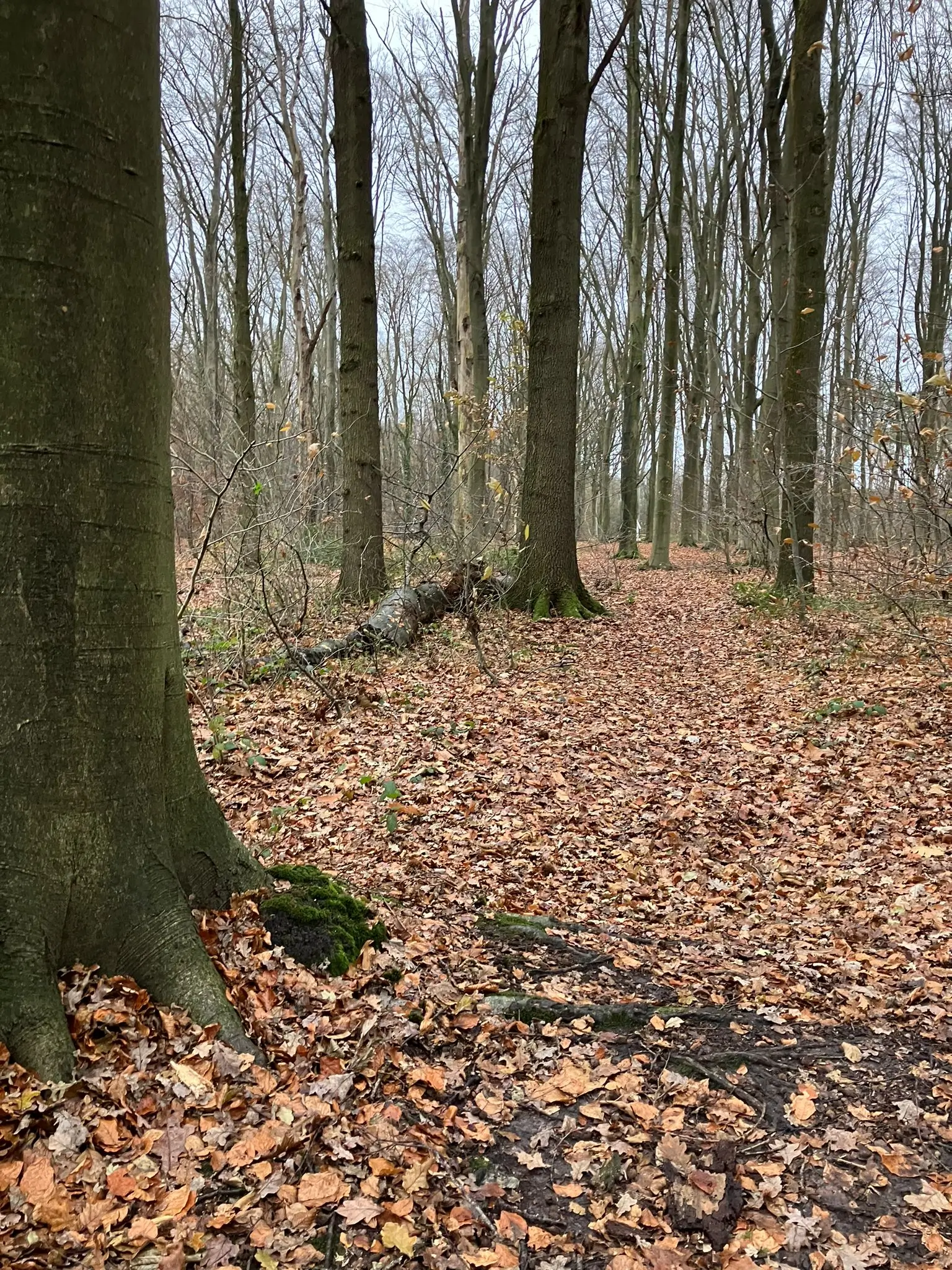 Wandeling afbeelding