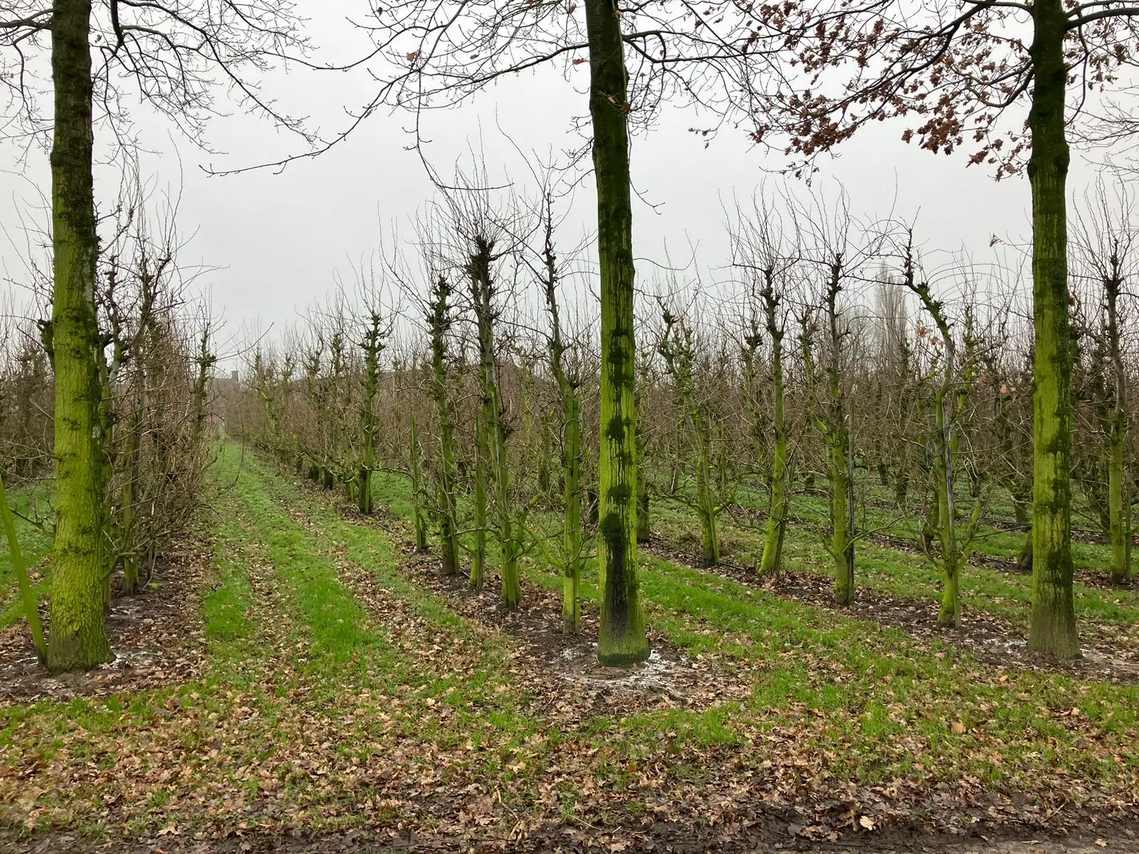 Wandeling afbeelding