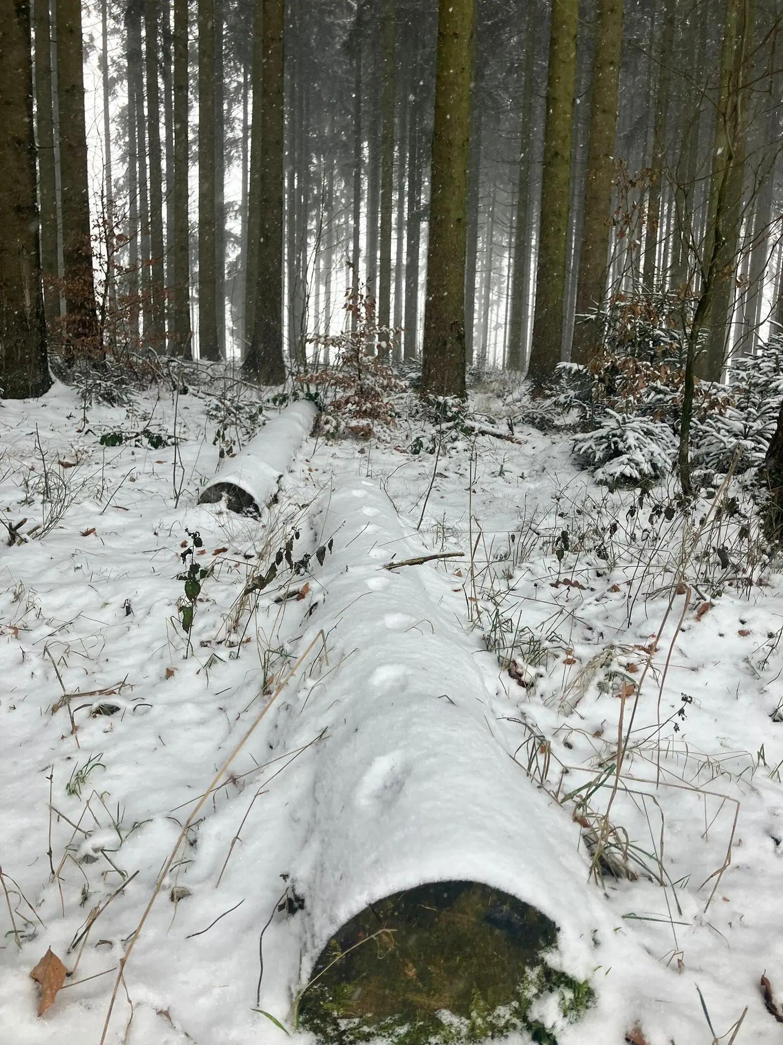 Wandeling afbeelding