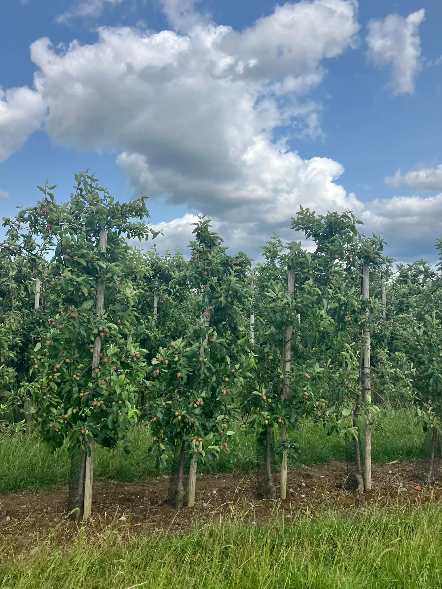 Wandeling afbeelding