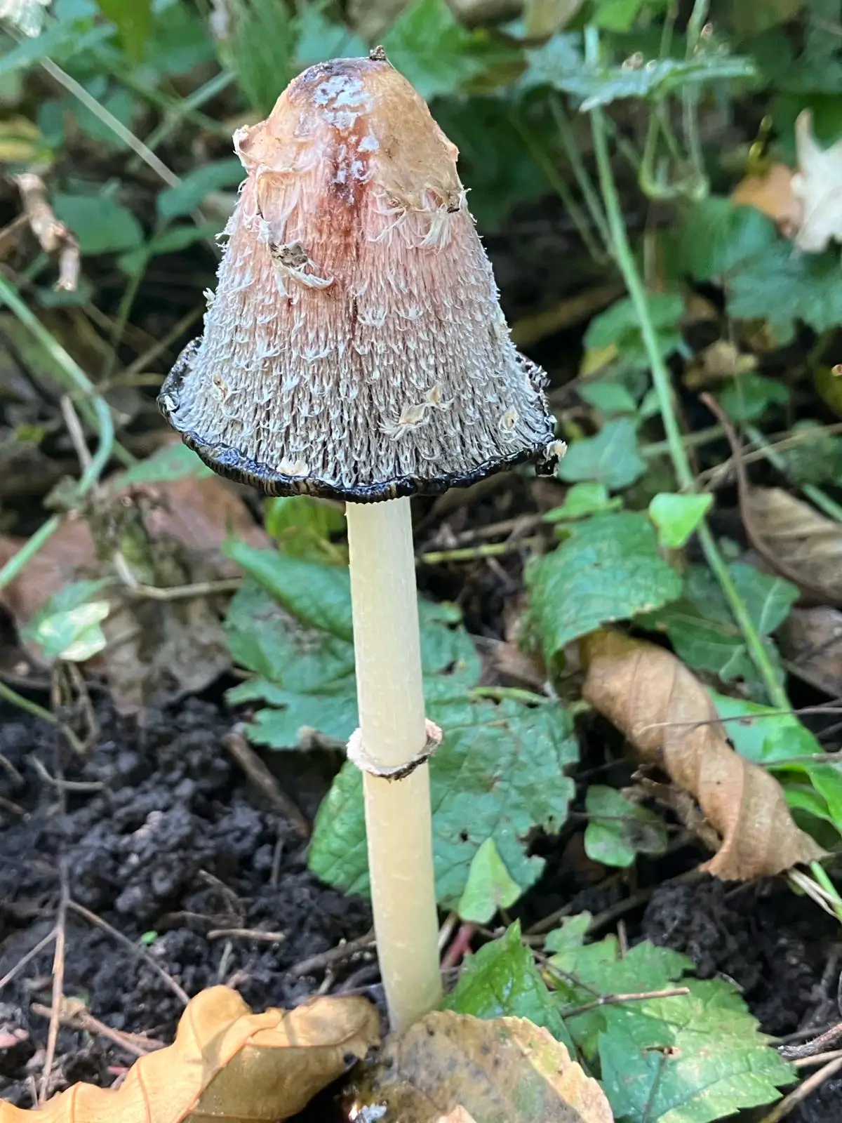 Wandeling afbeelding