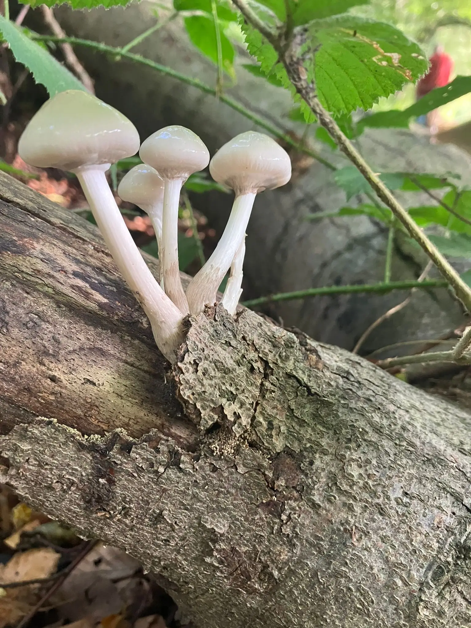 Wandeling afbeelding