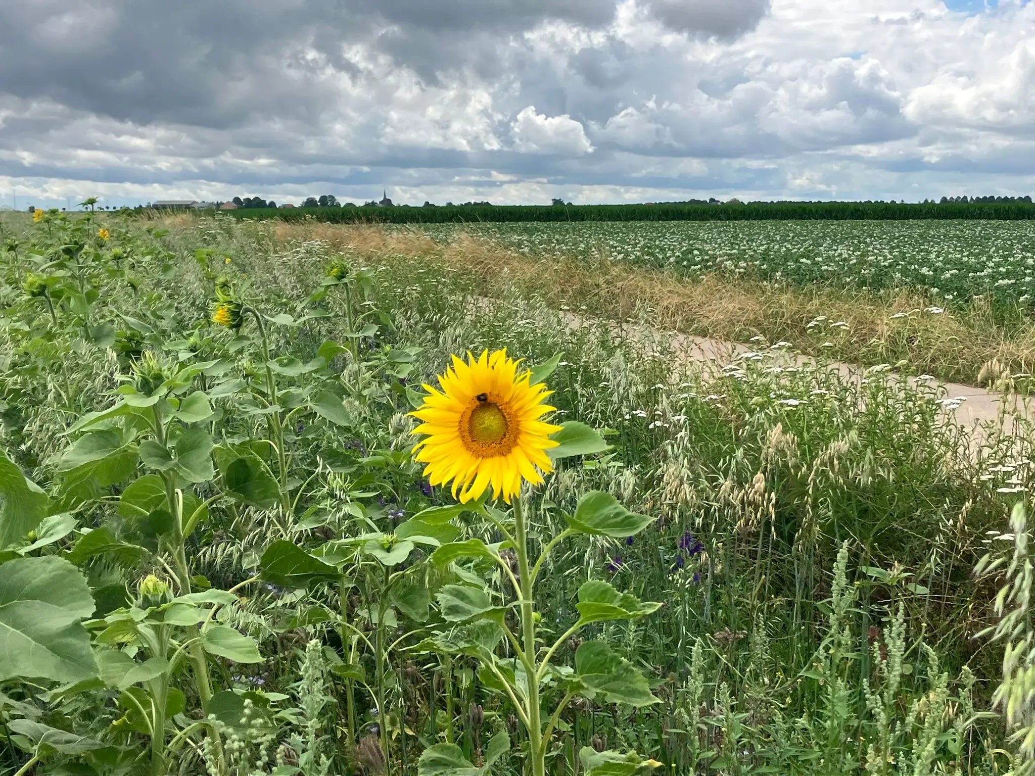 Wandeling afbeelding