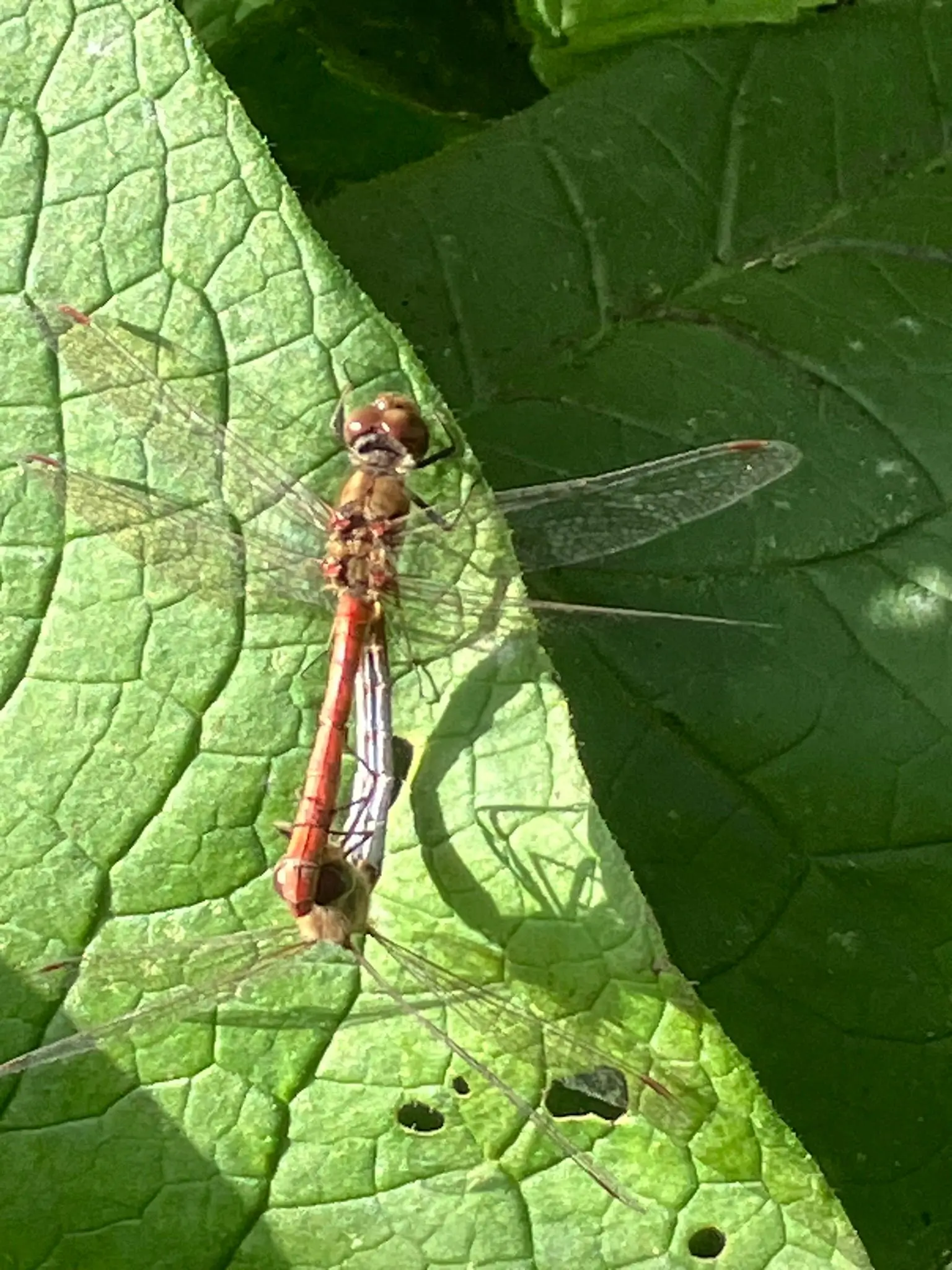 Wandeling afbeelding